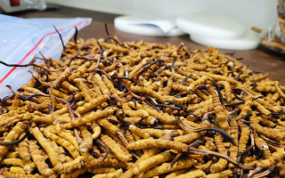 冬蟲夏草：泡水喝還是煮一下？兩種食用方式的全面對比