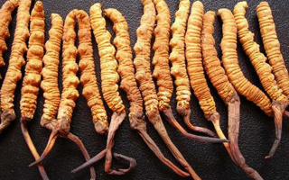 同仁堂冬蟲(chóng)夏草價(jià)格解析：品質(zhì)、規(guī)格與市場(chǎng)的交織