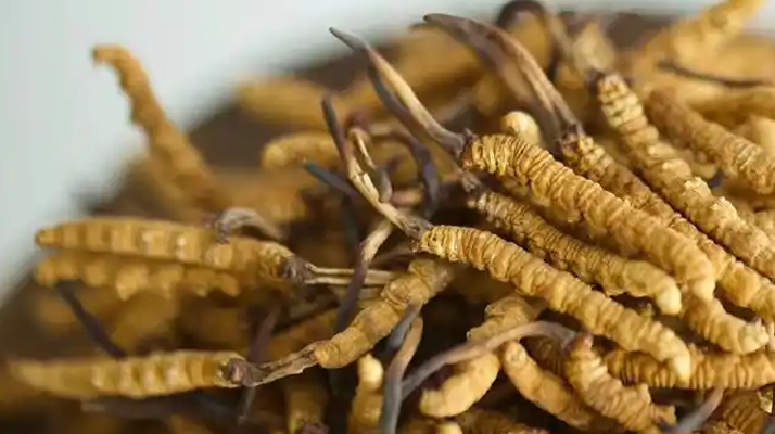 正品冬蟲夏草的藥用價(jià)值：從傳統(tǒng)智慧到現(xiàn)代科學(xué)的雙重印證