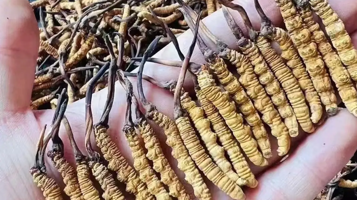 冬蟲夏草一克多少錢？多因素影響下的價(jià)格剖析
