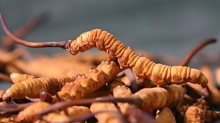 冬蟲夏草泡酒全攻略：所需材料、選材標準與準備指南