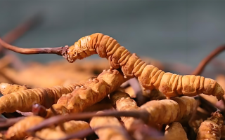 冬蟲夏草泡酒全攻略：所需材料、選材標準與準備指南