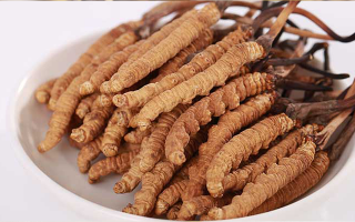 一只冬蟲夏草能泡多少酒？