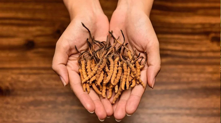 正宗新鮮<a href=http://m.yangtenghuanbao.com/jiage/ target=_blank class=infotextkey>冬蟲夏草價(jià)格</a>解析