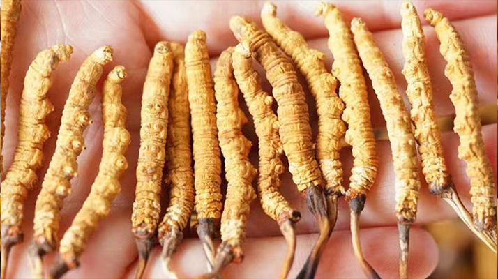 長時間喝冬蟲夏草好嗎？科學視角下的利弊與飲用指南