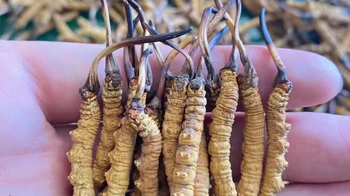 冬蟲(chóng)夏草怎么辨別真假？6 個(gè)實(shí)用鑒別方法