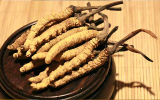 剛挖采的冬蟲夏草怎么辦？科學(xué)處理與儲存指南