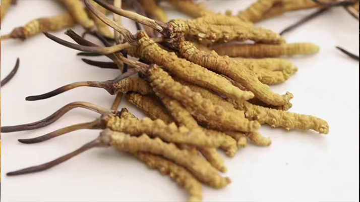 冬蟲(chóng)夏草的形成過(guò)程：解密蟲(chóng)菌共生的自然奇觀