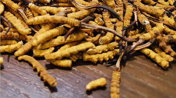 鮮冬蟲夏草煮多久？掌握時(shí)長(zhǎng)，鎖住營(yíng)養(yǎng)與鮮味