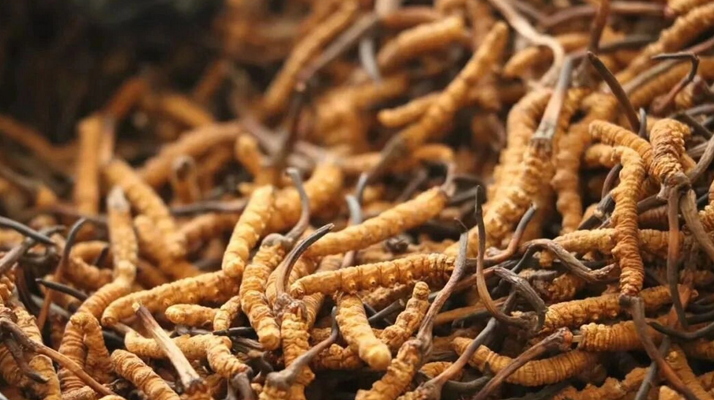 冬蟲夏草現(xiàn)在多少錢？價格探秘