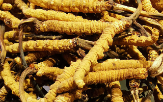 新鮮冬蟲夏草一克多少錢？價格影響因素全解析