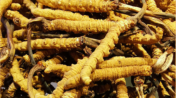 2025冬蟲夏草行情走勢圖解析：采挖季左右波動，下半年趨穩(wěn)