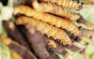 鮮冬蟲夏草泡酒能喝嗎？掌握這些要點安全又滋補