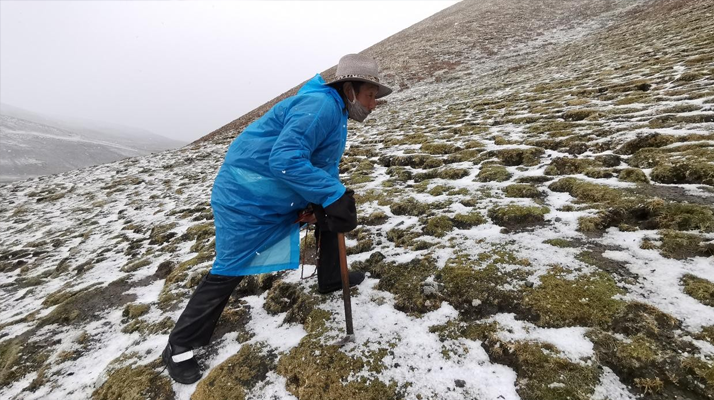 西藏挖冬蟲夏草在什么時(shí)候
