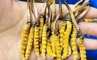 鮮冬蟲夏草一次放幾克？不同人群用量指南