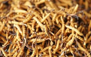 解密冬蟲夏草頭期蟲草：品質(zhì)優(yōu)勢與鑒別指南