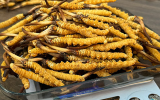 新鮮冬蟲夏草一次吃幾根？科學用量指南來了?