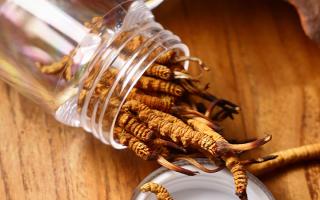 冬蟲(chóng)夏草多少錢(qián)一條？2025 年單條價(jià)格換算與選購(gòu)攻略