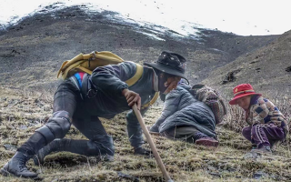 西藏哪些地方是冬蟲夏草產(chǎn)地？核心產(chǎn)區(qū)與品質(zhì)特點解析