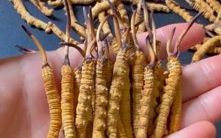 真假冬蟲夏草怎么辨別？5 個實用方法 + 避坑指南