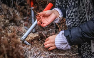 山上認冬蟲夏草：從環(huán)境到細節(jié)，4 步避開 “偽蟲草”