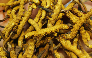 長期喝冬蟲夏草有危害嗎？認(rèn)清風(fēng)險(xiǎn)與安全邊界