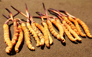 冬蟲(chóng)夏草泡水：每次放多少水才合適？