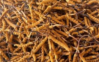 冬蟲夏草專業(yè)存放指南：這樣存，品質(zhì)不打折