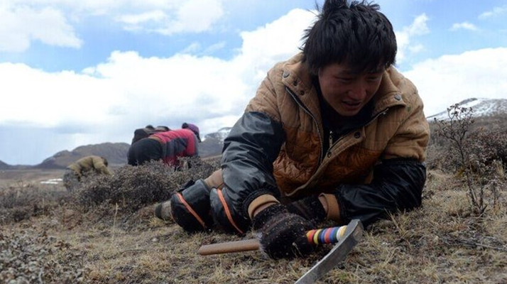 那曲<a href=http://m.yangtenghuanbao.com/sdph/wacr/ target=_blank class=infotextkey>挖草人</a>阿旺的蟲草采摘時間表