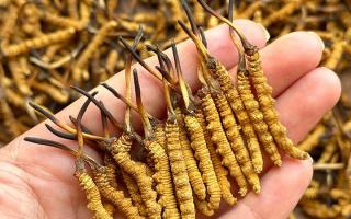 冬蟲夏草專家詳解：不同形態(tài)蟲草的保存方法與時(shí)限，避免營(yíng)養(yǎng)白白流失