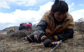 那曲挖草人阿旺的蟲草采摘時(shí)間表：跟著草原節(jié)氣走，不錯(cuò)過每根好蟲草