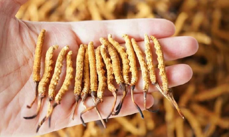 為啥說頭期冬蟲夏草品質(zhì)最好