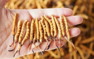 為啥說頭期冬蟲夏草品質(zhì)最好？掰開揉碎給你講