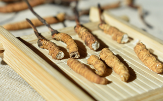 斷的冬蟲夏草一克啥價(jià)？2025 年實(shí)用行情嘮明白