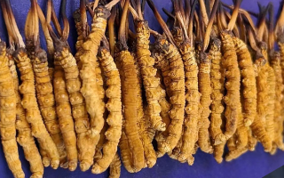 挖了三十年蟲草，這些采摘的苦，沒經(jīng)歷過的人真不懂