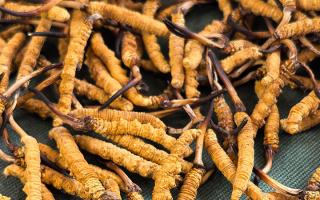 燉了二十年蟲草湯，這口感我太熟了，跟你細(xì)細(xì)說