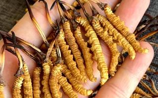 冬蟲夏草含水量：多少才合適？