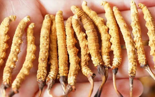 冬蟲夏草最佳購(gòu)買時(shí)間：選對(duì)時(shí)機(jī)，兼顧品質(zhì)與性價(jià)比