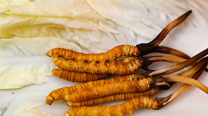 鮮冬蟲夏草完整預(yù)處理與保存指南