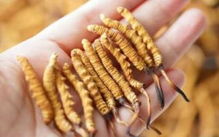 東強堂科普：3克冬蟲夏草是幾根？那曲源頭品牌教你精準(zhǔn)換算