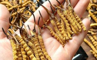 東強堂科普：雪山冬蟲夏草無“葉”！那曲珍品的草頭形態(tài)藏著品質密碼