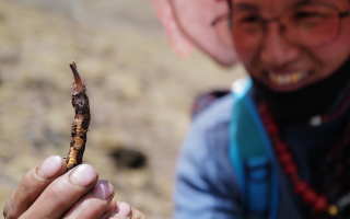  冬蟲夏草的產(chǎn)地溯源方法有哪些？