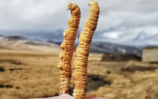  冬蟲夏草的價值鑒定方法有哪些？