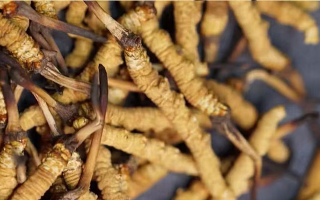 告別定價(jià)混亂！東強(qiáng)堂那曲冬蟲夏草統(tǒng)一價(jià)格表，讓滋補(bǔ)消費(fèi)明明白白