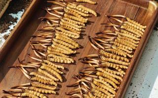 冬蟲夏草現(xiàn)在不值錢了嗎？2026年市場真相揭秘