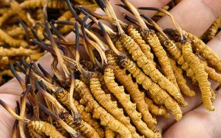 那曲冬蟲夏草市場在哪里？西藏那曲蟲草網(wǎng)帶你尋蹤源頭交易地