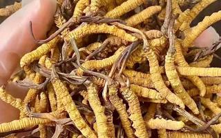 2026冬蟲夏草十大品牌排名，那曲源頭品牌引領(lǐng)行業(yè)標(biāo)桿