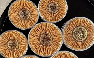 正宗那曲冬蟲夏草其實很便宜，打破高價迷局，回歸價值本質(zhì)