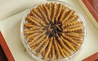 冬蟲夏草不養(yǎng)生會怎么樣？正視滋養(yǎng)價值，規(guī)避認(rèn)知誤區(qū)