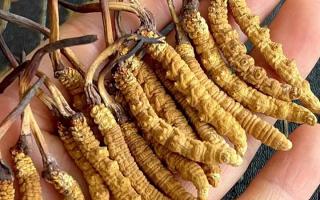 藏紅花和冬蟲夏草哪個(gè)貴？揭秘2026年最新價(jià)格真相